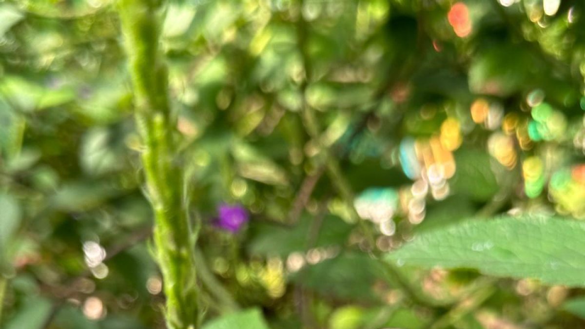 Una de las especies de mariposas que revolotean en este espacio natural.
