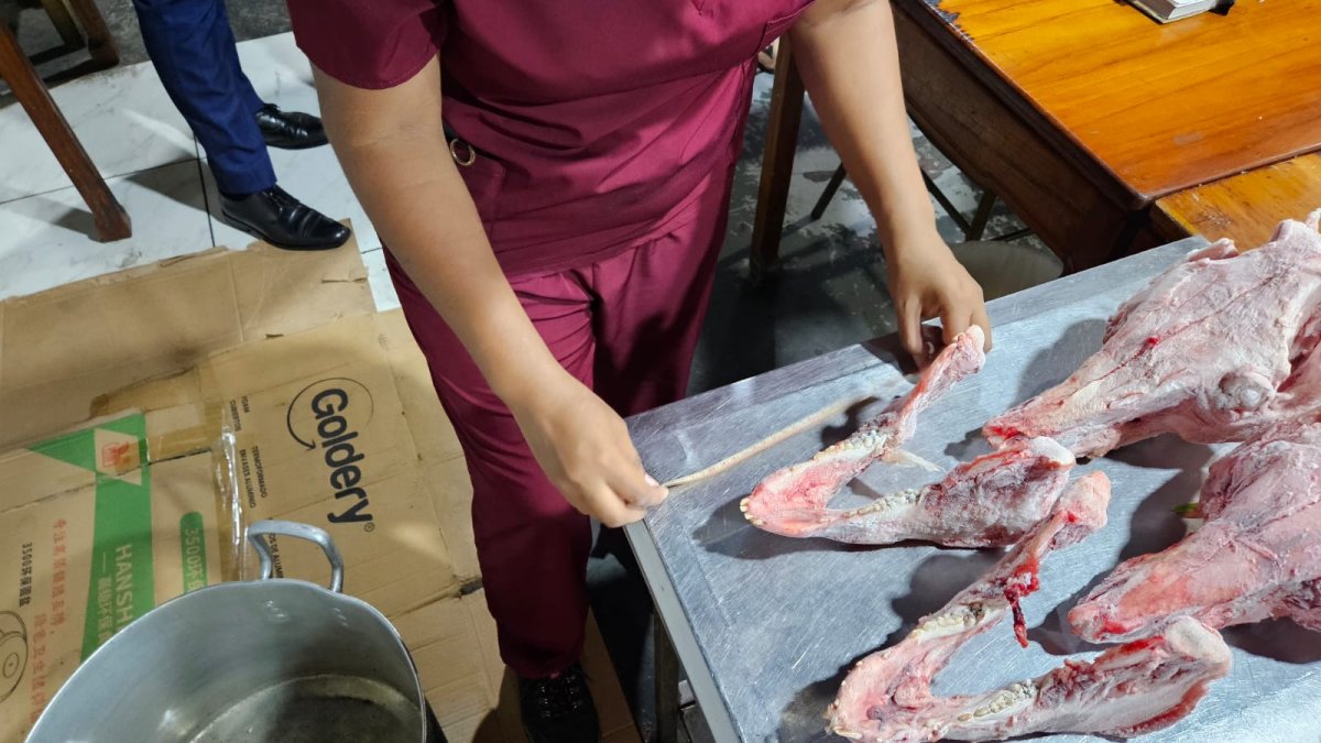 Ministerio de Ambiente confirmó que los cráneos no eran de perro, sino de chancho.