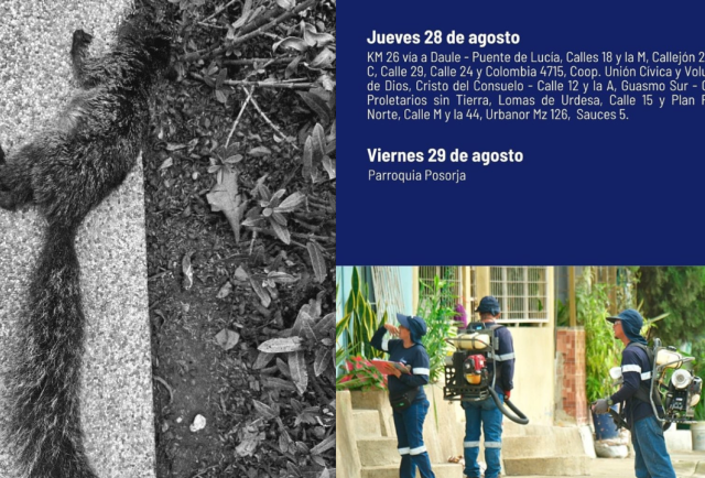 Guayaquil: Ardillas mueren en Lomas de Urdesa y piden investigación sobre fumigación