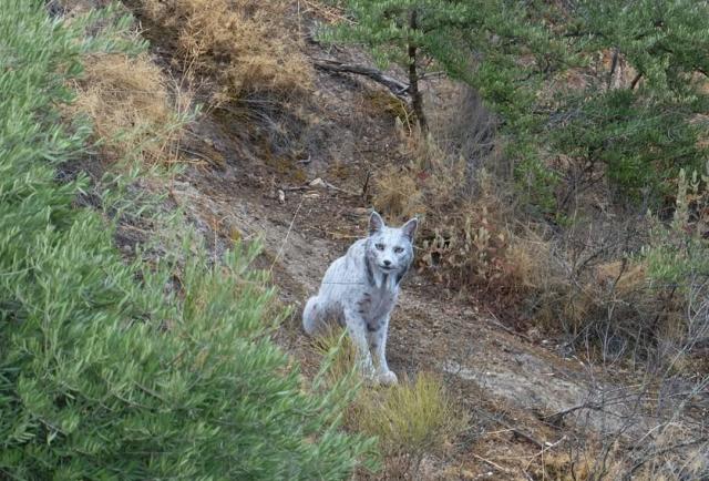 Captan en España a un lince ibérico blanco: ¿tiene algún significado?
