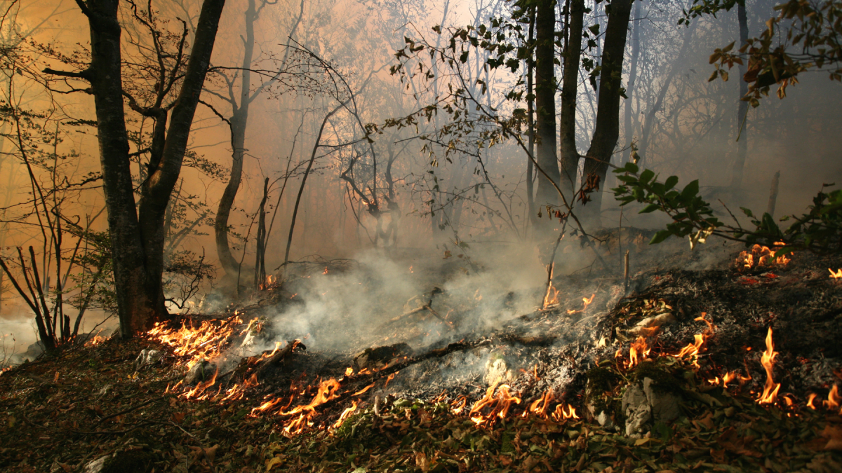Incendio forestal se registró en el norte de Guayaquil.