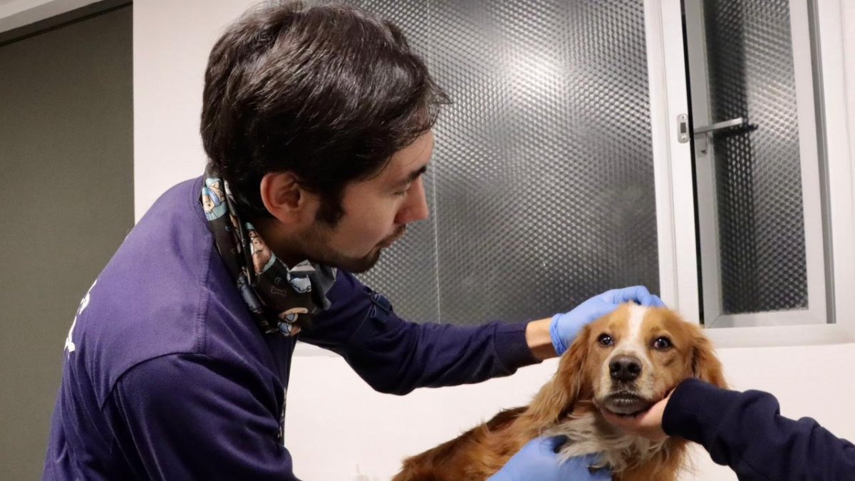 El perro, aparentemente, tiene dueño ya que estaba en buen estado.