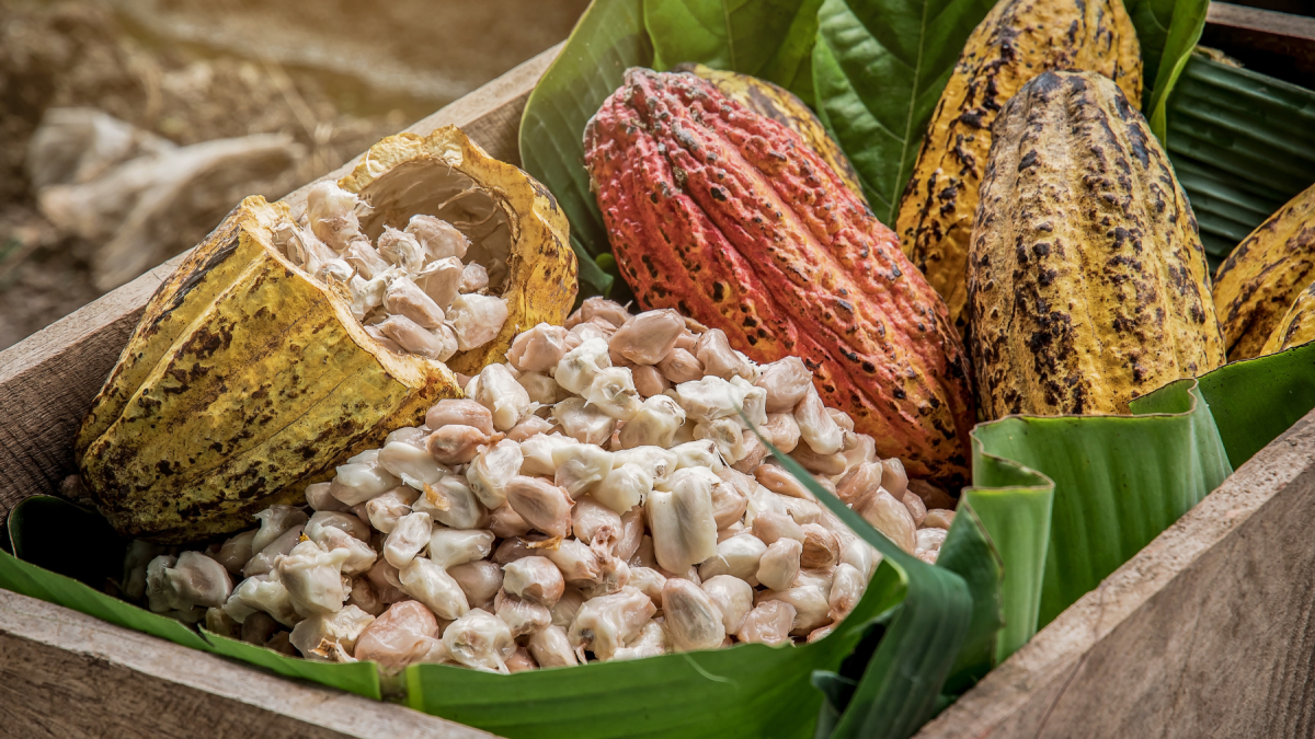 Cacao ecuatoriano en crecimiento: Productores aplican técnicas avanzadas.
