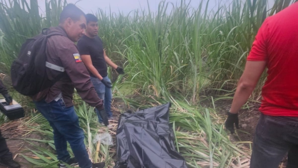 Dos cuerpos fueron desenterrados en una plantación de azúcar.