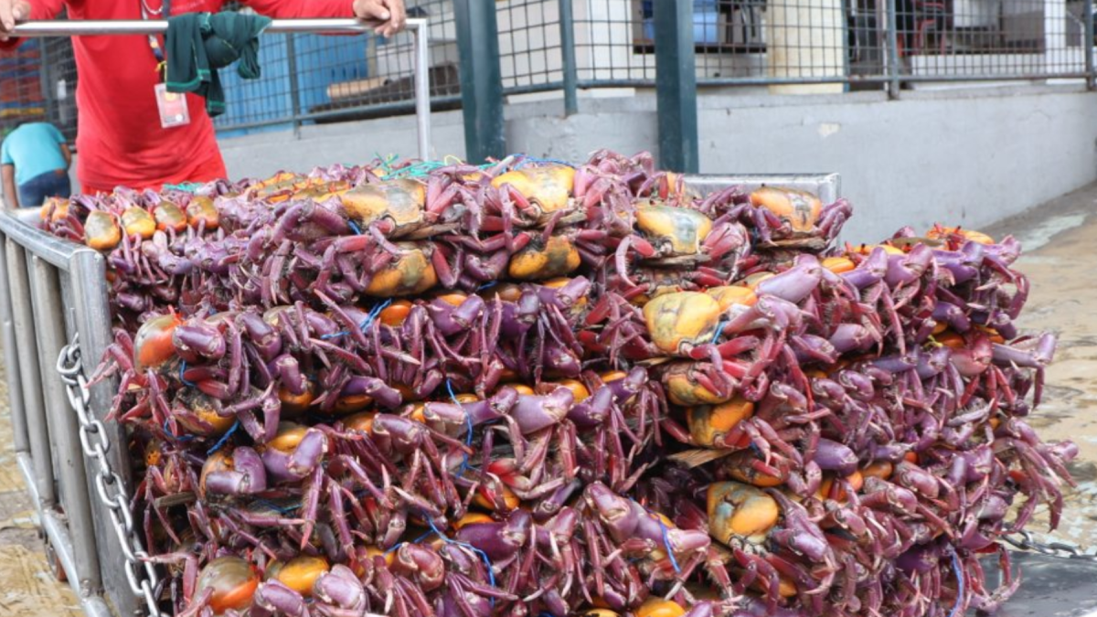 Durante la veda de cangrejo 2026 en Ecuador se prohíbe la captura, venta y transporte para conservar los recursos marinos.