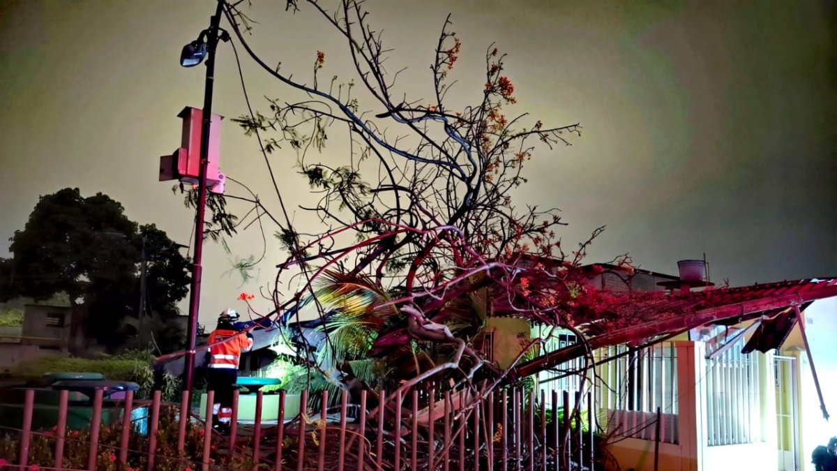 El árbol y poste caído tras una jornada lluviosa en la Alborada cuarta etapa.