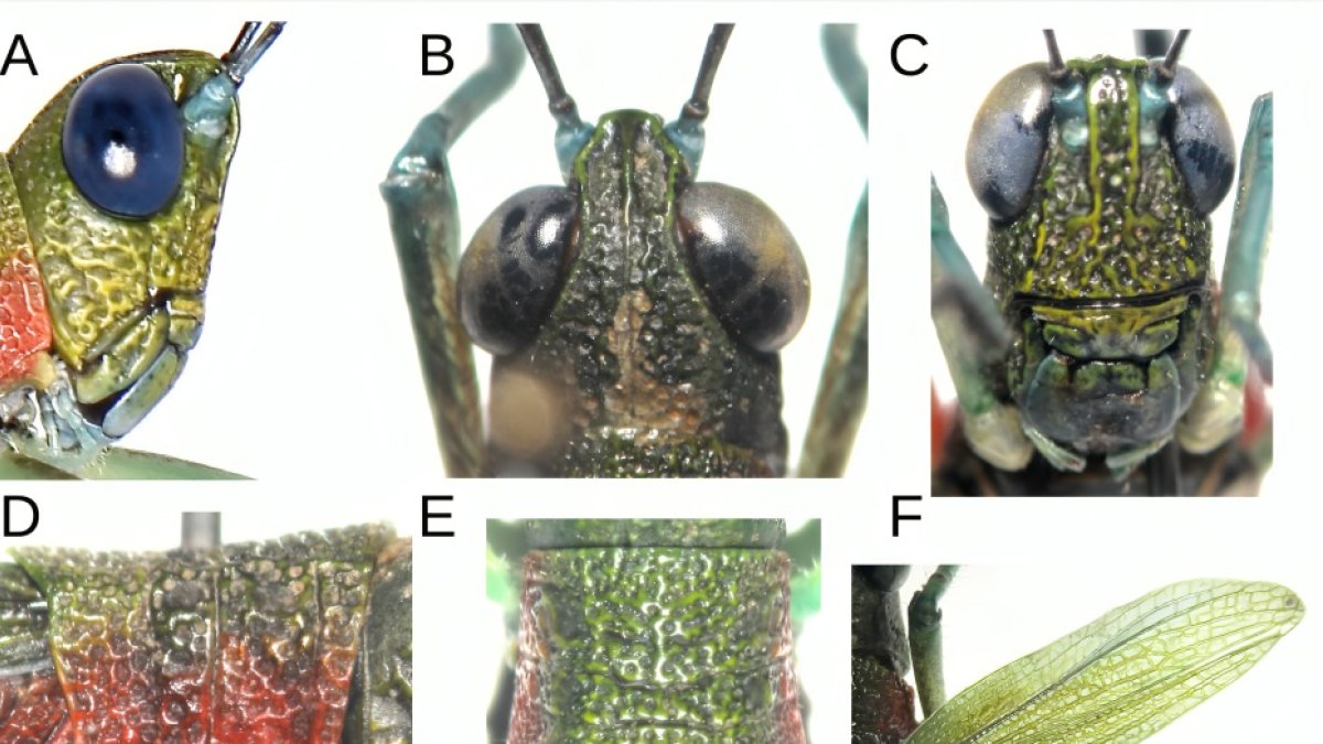 Este es el especimen macho de la especie denominada Pseudoutanacris grilla.