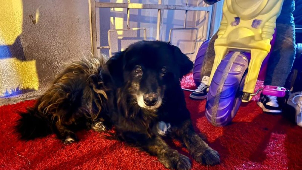 El perrito Oso fue maltratado en Quito.