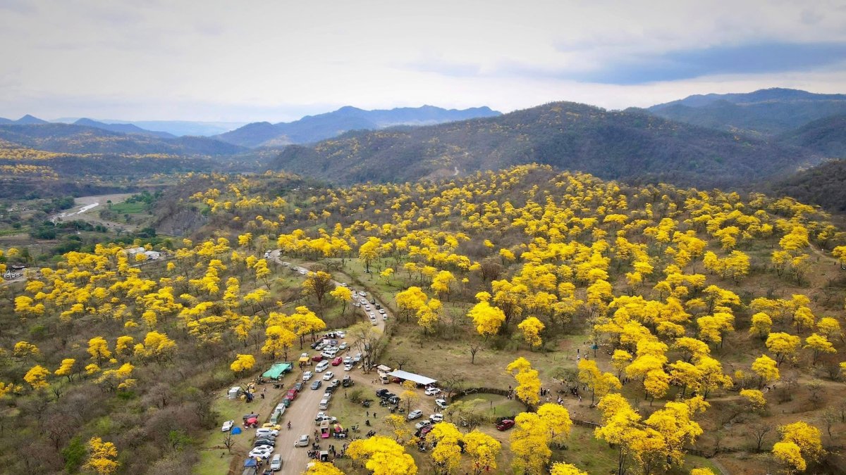 El florecimiento de los guayacanes cubre de amarillo el bosque seco de Zapotillo y atrae a turistas de todo el país durante pocos días del año.