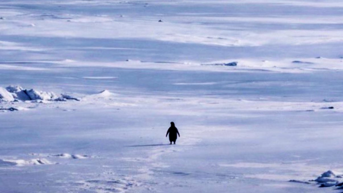 Grabado en la Antártida en 2007, el pingüino que se aleja de su colonia hoy es interpretado en redes como un reflejo de crisis personales, decisiones vitales y ruptura con el camino establecido.