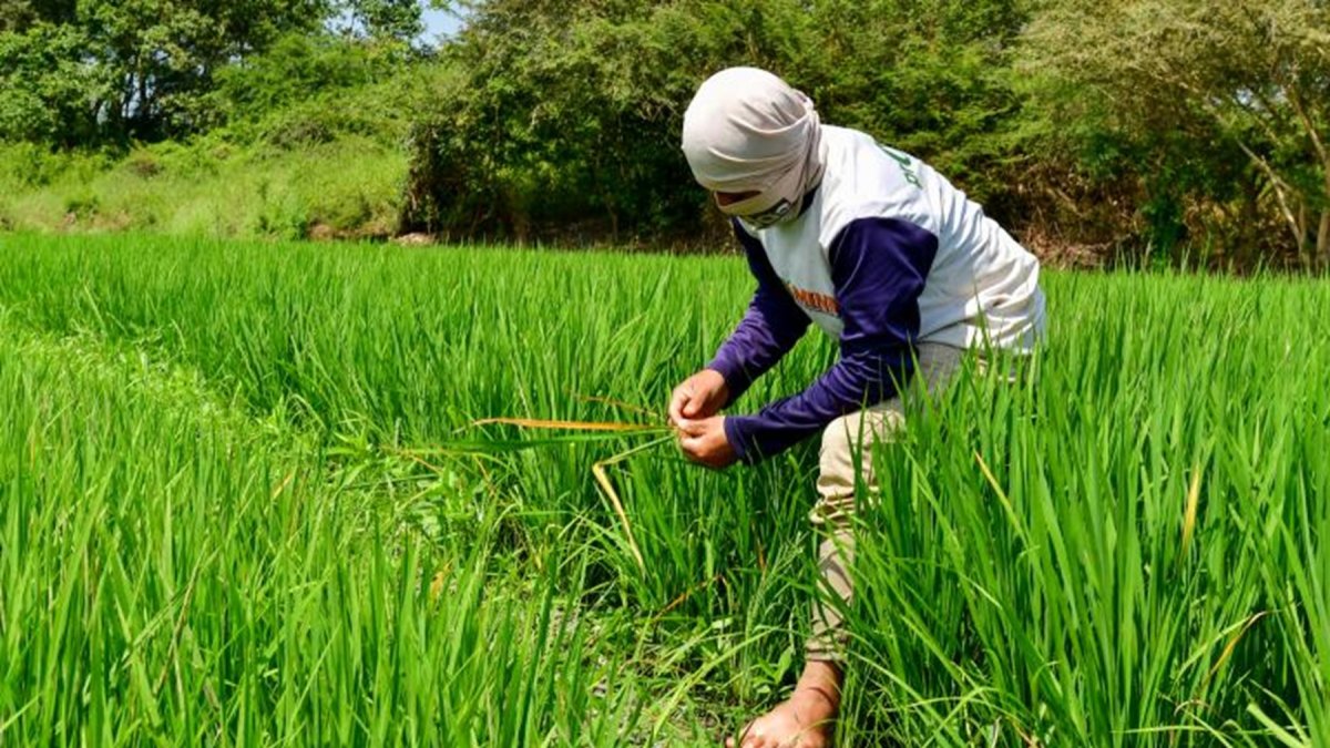 Arroceros de Ecuador están atentos a la situación del sector tras los aranceles impuestos por Colombia.