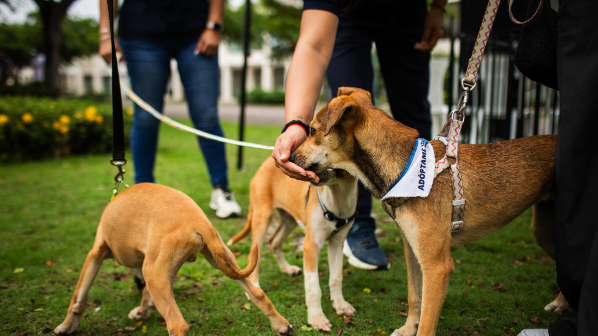 A través del expediente también se busca generar acciones en beneficio de los animales.