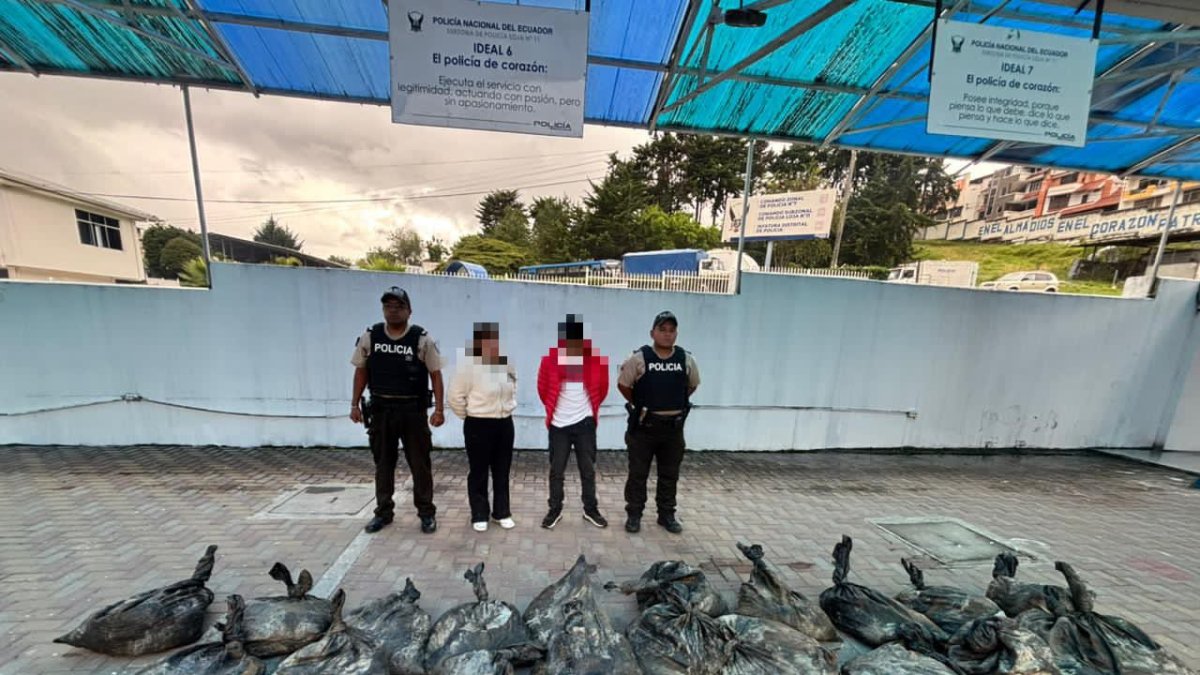 Material aurífero incautado durante el operativo policial en el sector de Villanueva, cantón Loja.