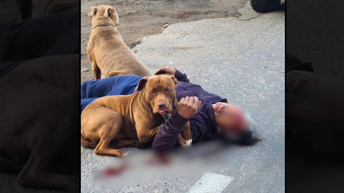 El accidente ocurrió en un tramo de la Panamericana E35, a la altura de la gasolinera de Cayambe, en el norte de Quito.