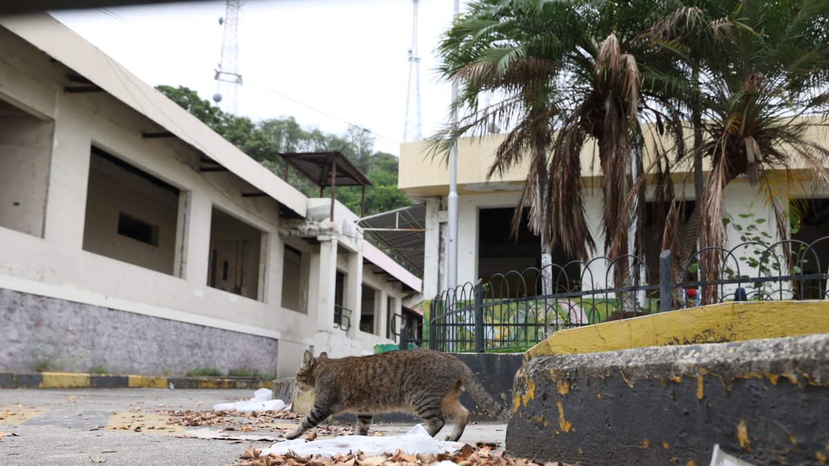 Mientras los poderes se enfrentan en Ecuador, los hospitales del Estado quedan en abandono.