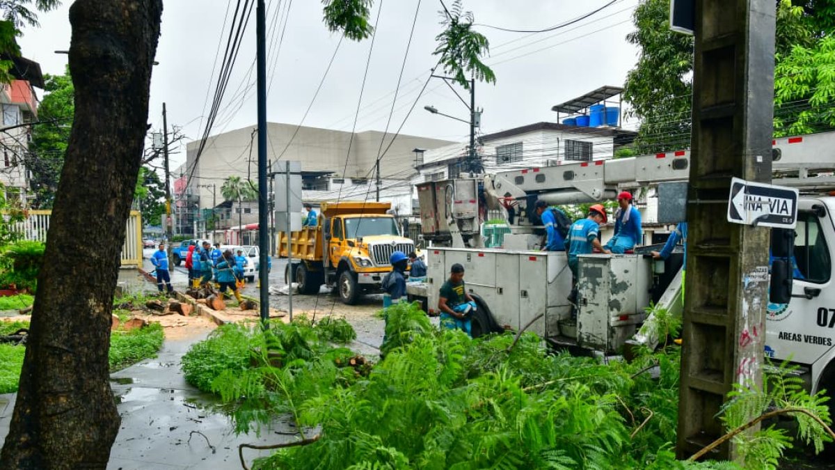 Personal municipal retira árboles y arbustos caídos por las lluvias.