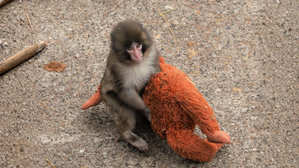 Punch abraza con fuerza su peluche, el compañero que lo ayudó a superar el rechazo materno y que ahora deberá dejar atrás para integrarse a su manada