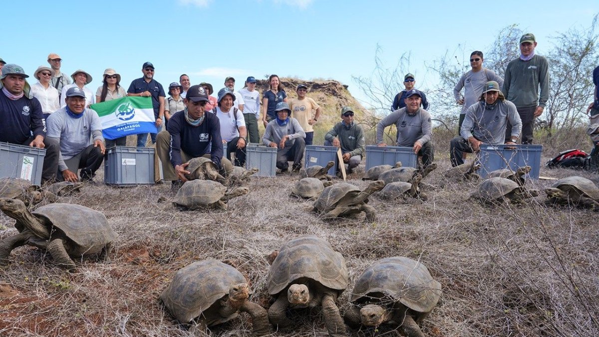 Un total de 158 tortugas gigantes fueron liberadas como parte del proyecto de restauración ecológica.