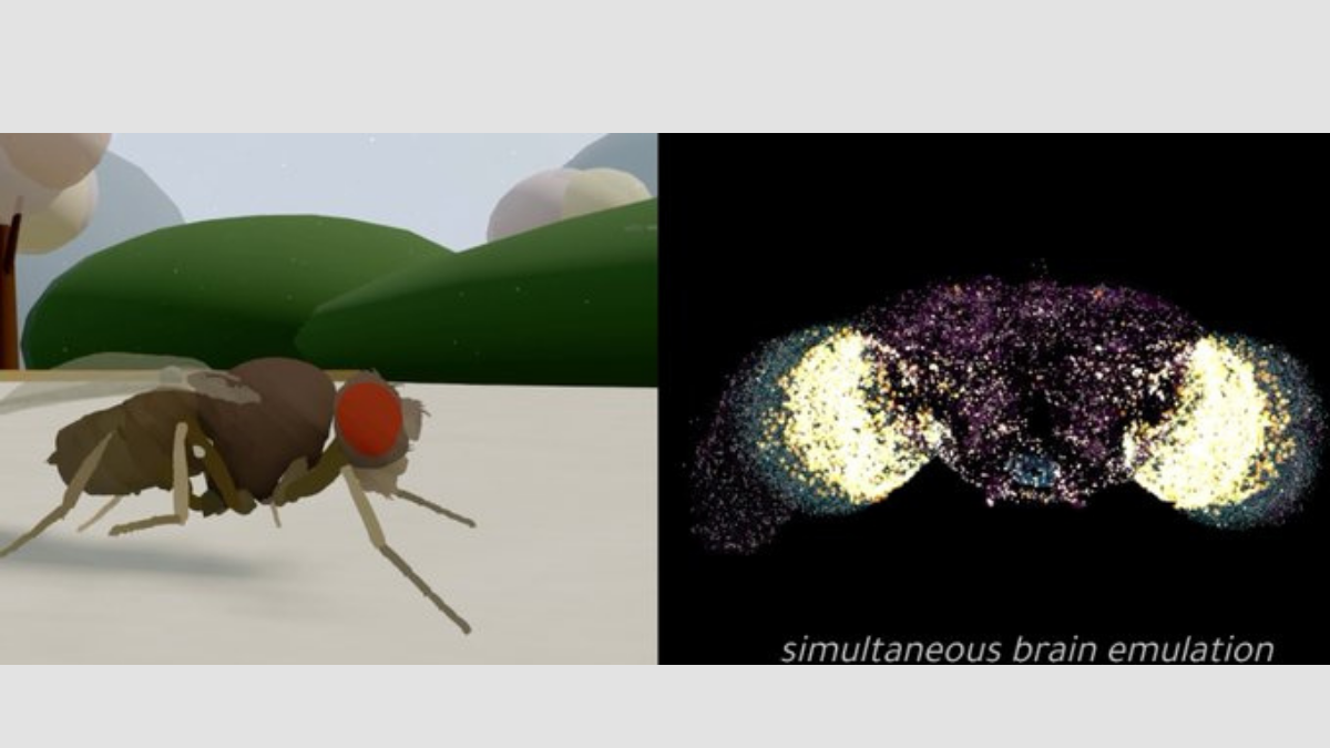 La simulación muestra una mosca digital controlada por el cerebro emulado de un insecto real