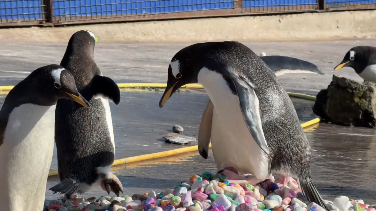 Pingüinos del zoológico de Edimburgo buscan la piedra ideal para conquistar a su pareja durante la temporada de apareamiento