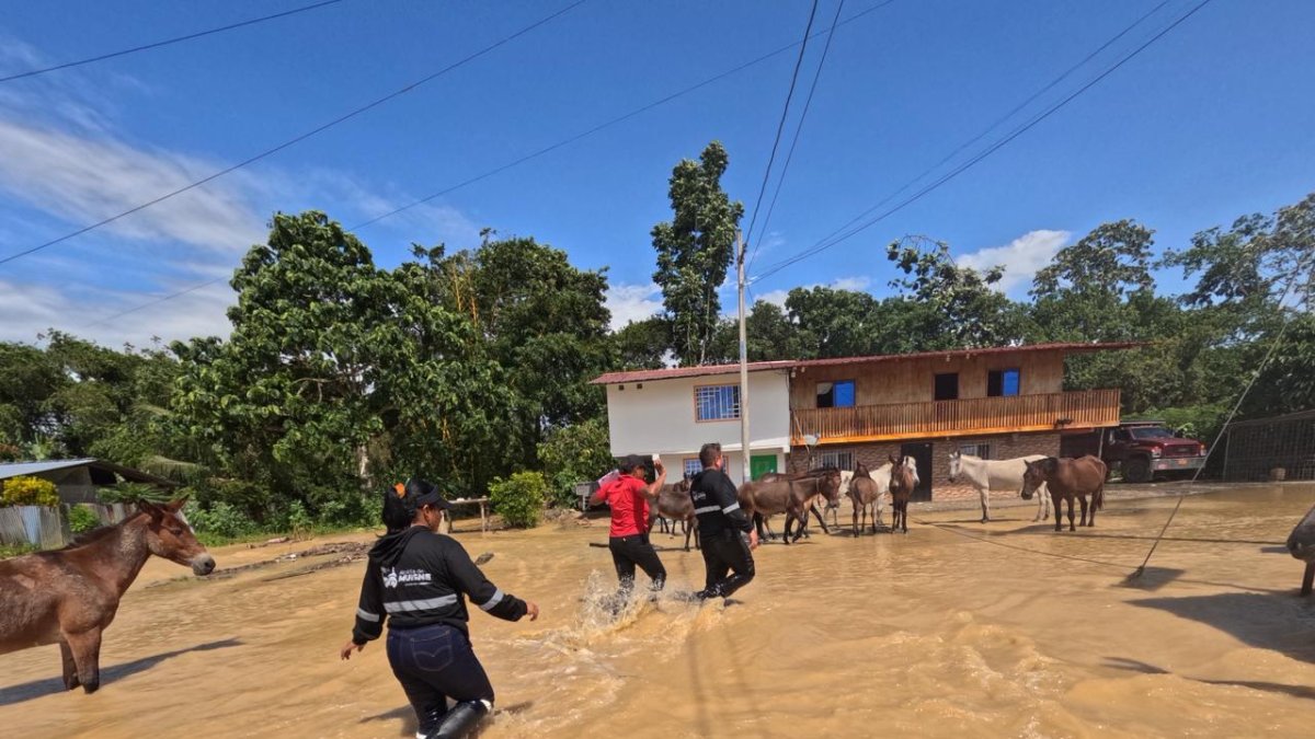 Habitantes de una comunidad rural de Muisne avanzan entre aguas turbias mientras intentan resguardar a sus animales tras las inundaciones provocadas por el temporal.