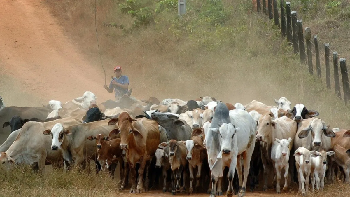 La disminución de animales no es casualidad; responde a factores estructurales