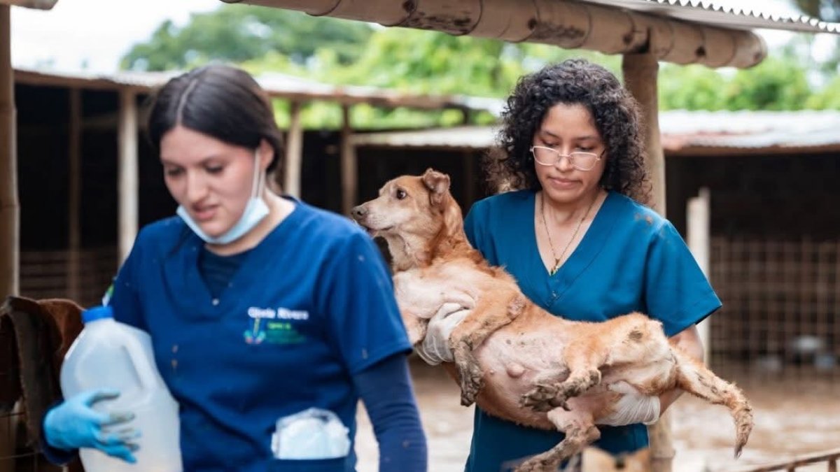 Estudiantes de la ESPAM acudieron para brindar atención veterinaria a los perritos del albergue Callejeritos