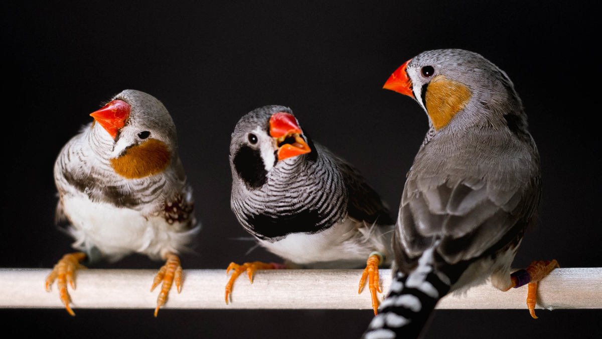 Estos hallazgos indican que las preferencias por algunos sonidos animales son más universales de lo que se creía