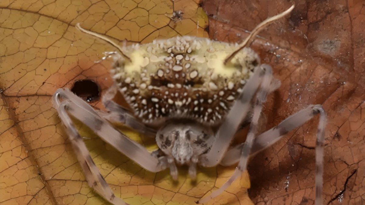 La araña Taczanowskia waska ha estado presente en la región por más de un siglo.