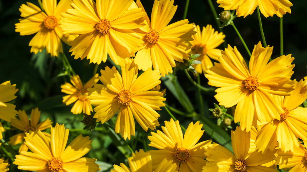 Regala flores amarillas este 21 de marzo: símbolo de alegría, renovación y buenos deseos que se viraliza en redes sociales.