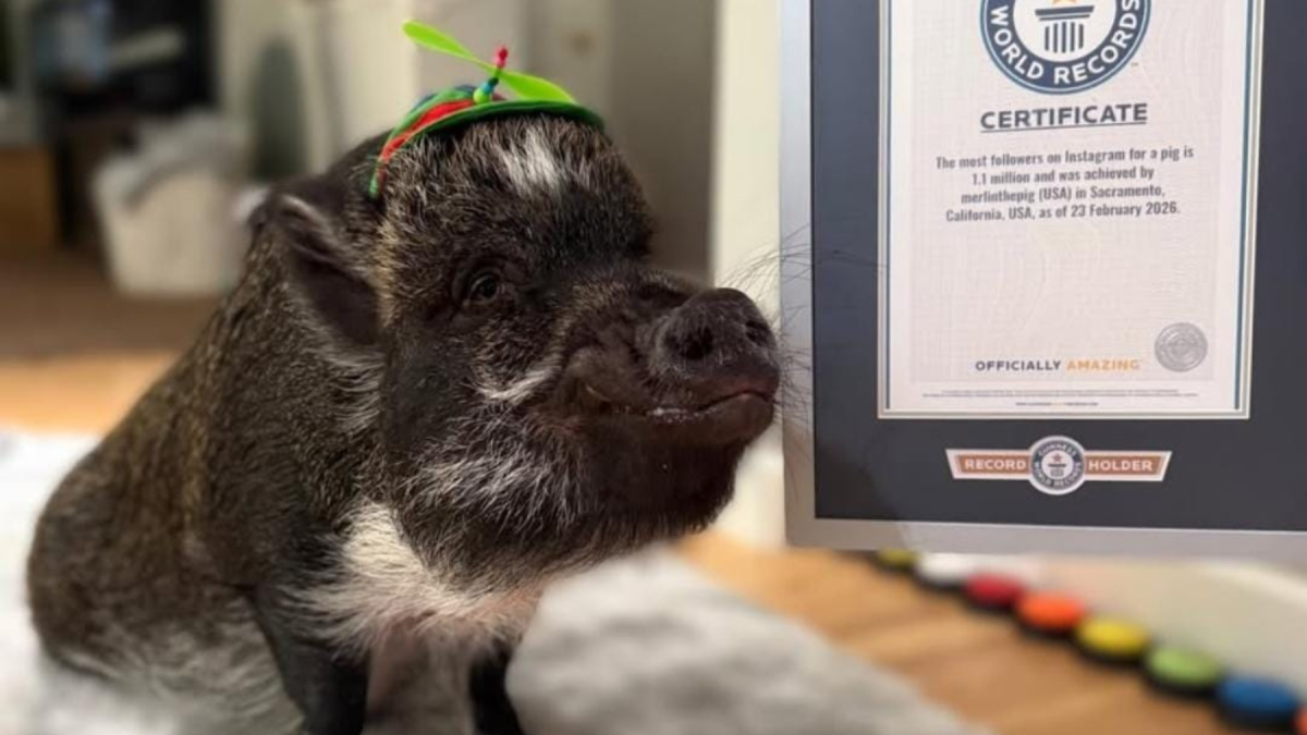 Merlin, el cerdo que 'habla' con botones, alcanza récord Guinness y conquista Instagram con más de 1.1 millones de seguidores.
