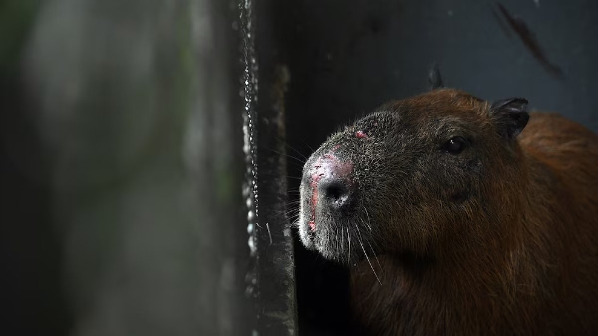 El caso ha generado conmoción por su nivel de violencia.