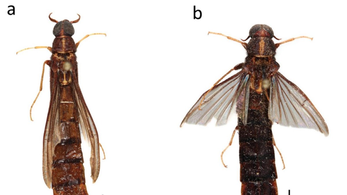Estos insectos son conocidos como 