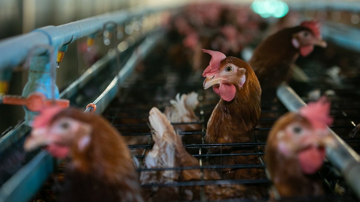 Ecuador es uno de los principales productores de huevos en la región