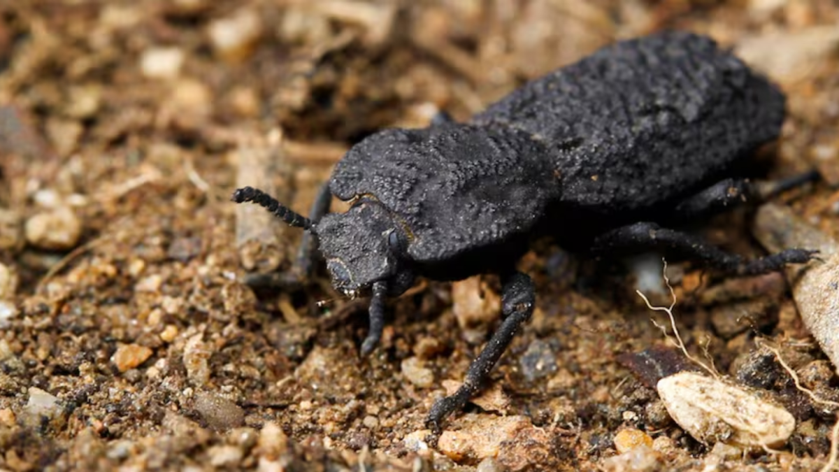 Los escarabajos de esta familia son comúnmente conocidos como “escarabajos de la madera”