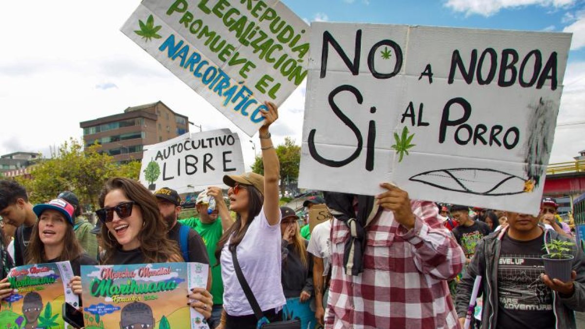 Organizaciones sociales impulsan la regulación del cannabis en el país.