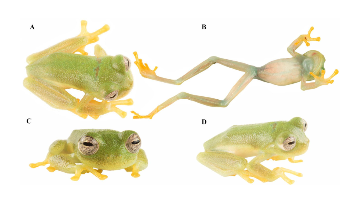Un equipo de investigadores ha descubierto una nueva especie de 'rana de cristal' en la reserva de El Quimi, un santuario natural considerado como un auténtico 'mundo perdido' para los anfibios.