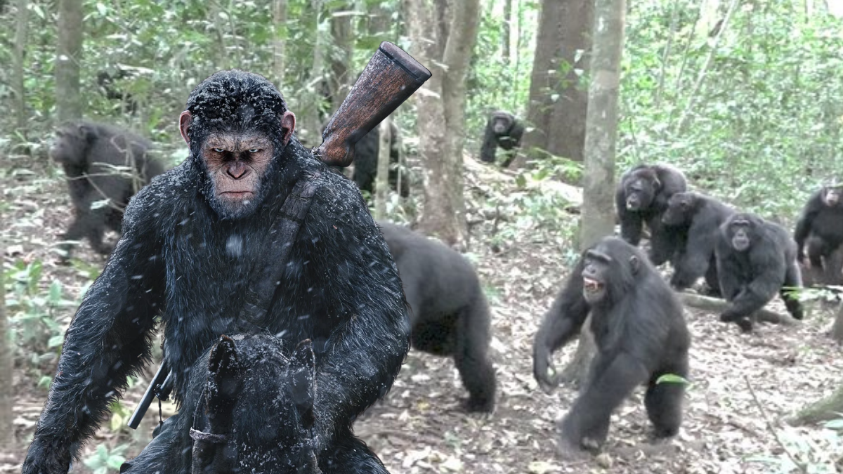 Una 'guerra civil' entre chimpancés en Uganda revela niveles de violencia y organización que sorprenden a la ciencia.