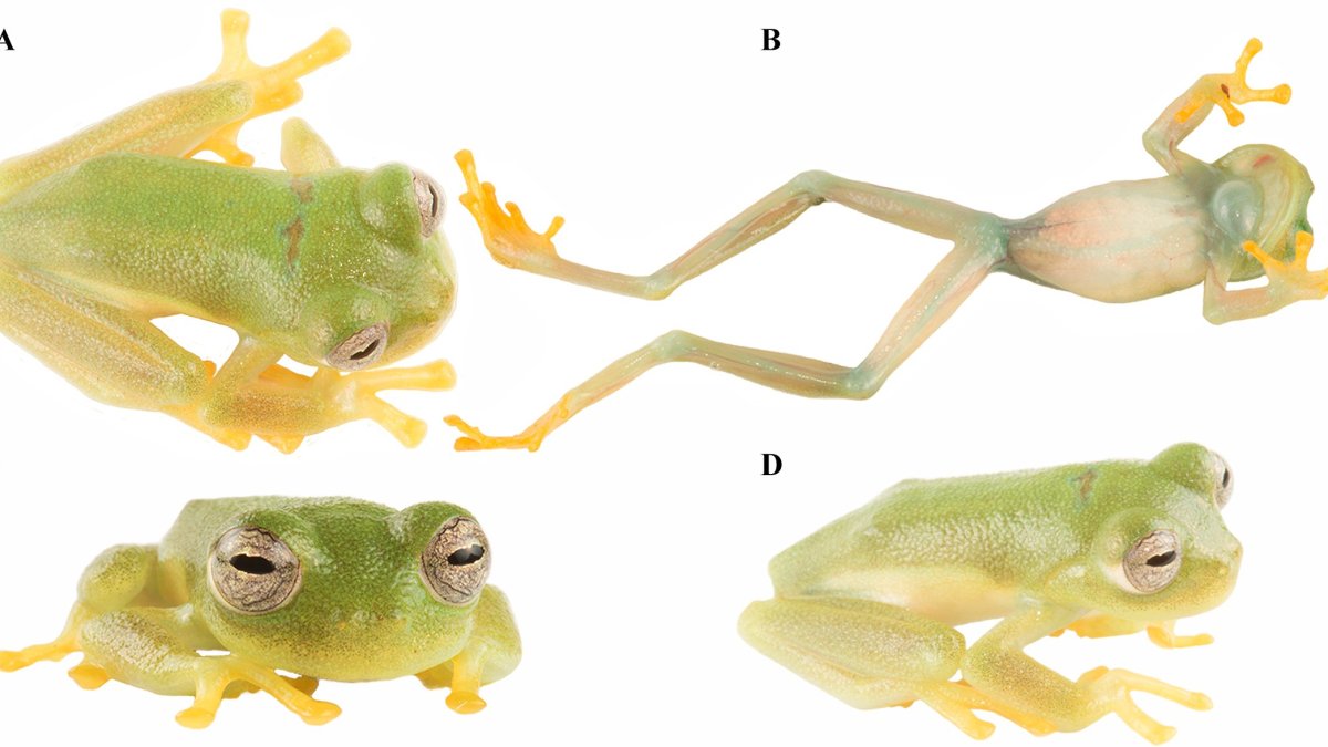Un equipo de investigadores ha descubierto una nueva especie de 'rana de cristal' en la reserva de El Quimi, un santuario natural considerado como un auténtico 'mundo perdido' para los anfibio.
