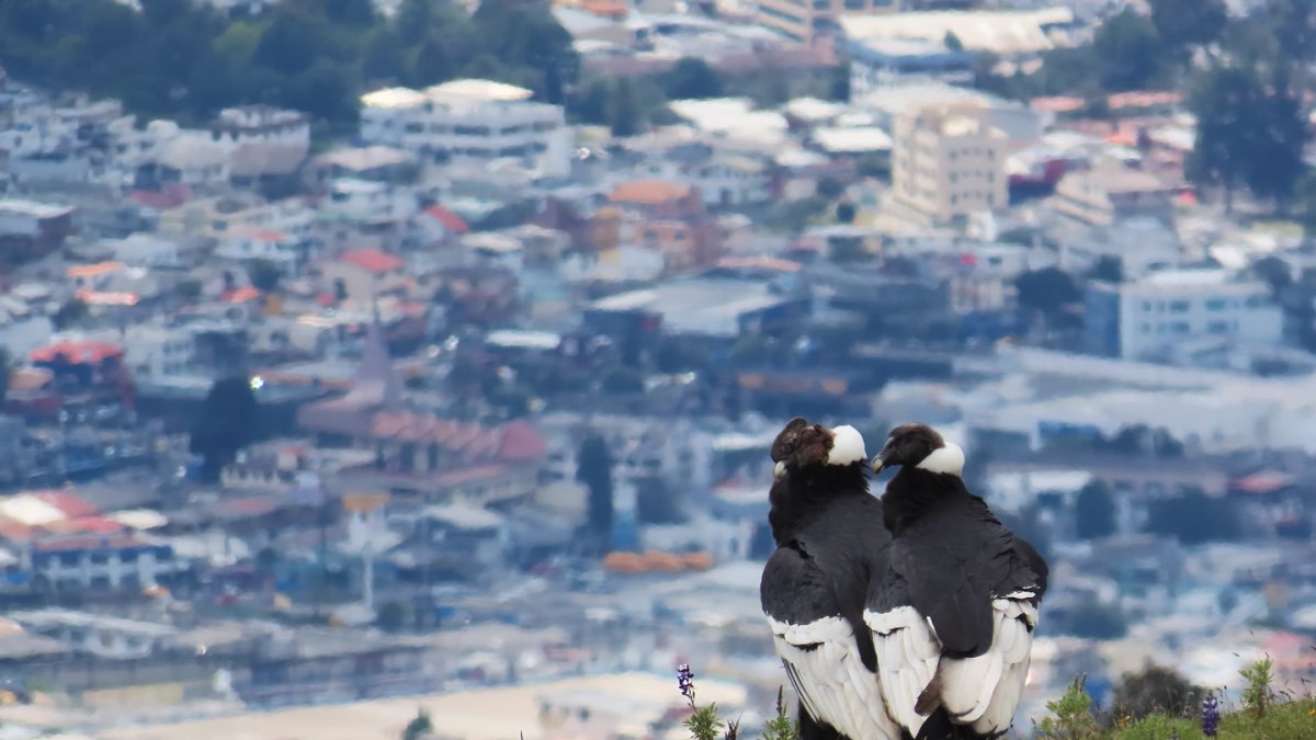 La imagen es de una pareja de cóndores con el fondo de la ciudad de Quito.