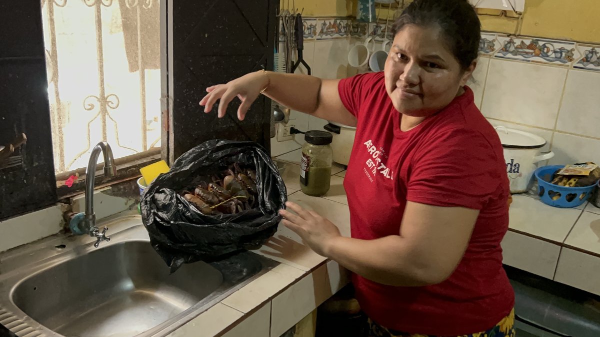 Los cangrejos que había comprado Norma también se dañaron.