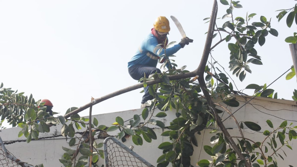 Personal de limpieza y bomberos retira los restos del árbol tras el incidente registrado la noche del lunes en Sauces 3.