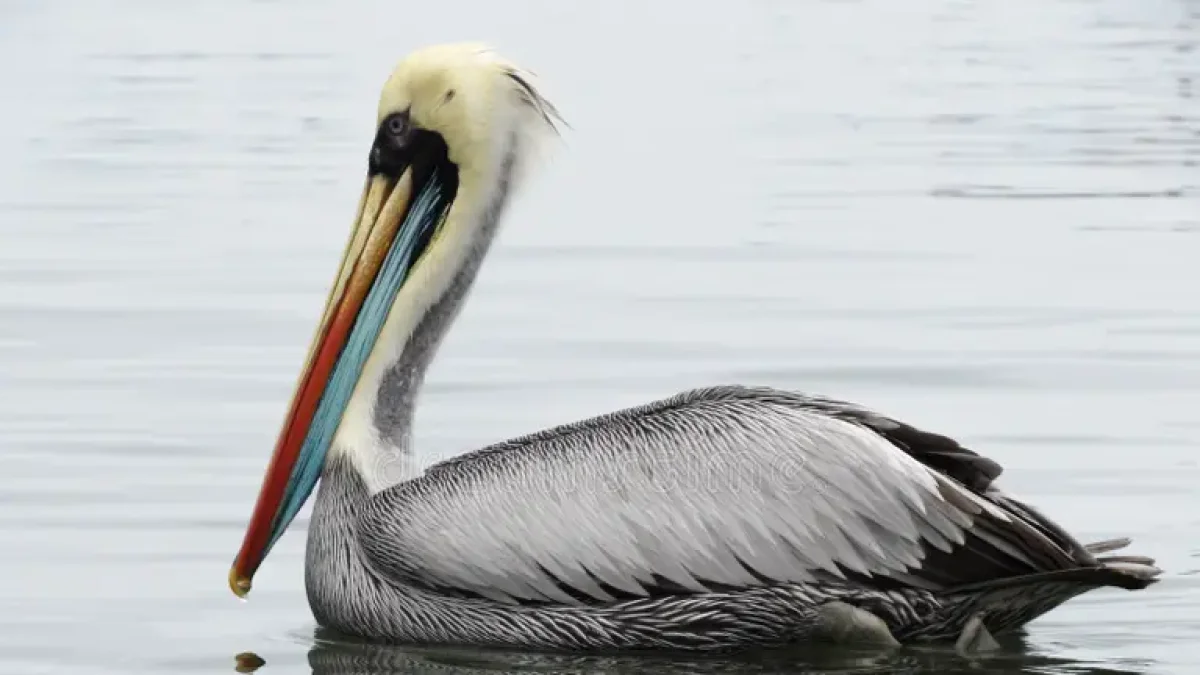 El fenómeno de El Niño y la sobrepesca han reducido drásticamente la disponibilidad de anchoveta