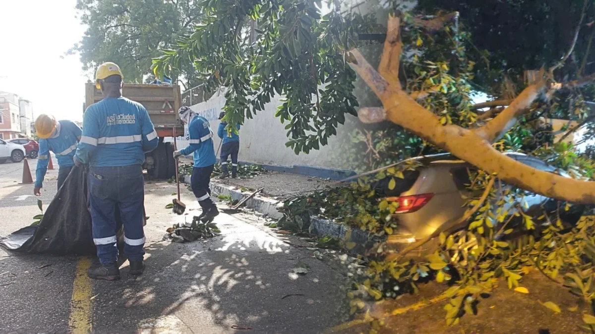 Uno de los carros afectados por la caída de la rama del árbol.