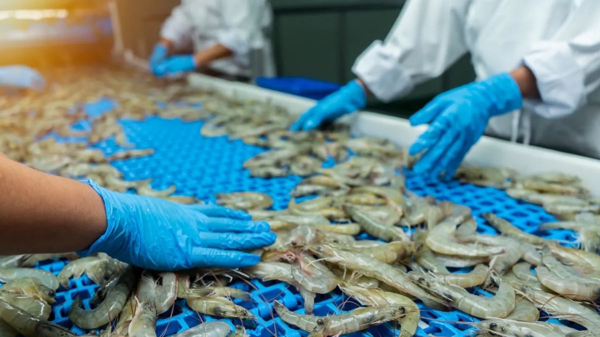 El Gobierno ecuatoriano descarta una emergencia por el CMNV, pero activa medidas preventivas en el sector acuícola