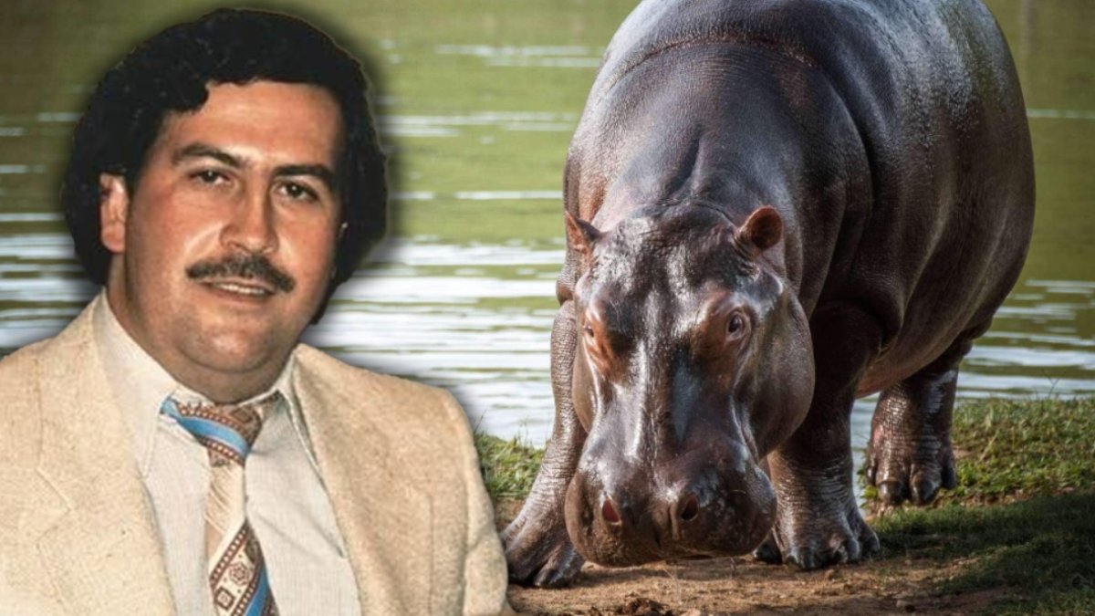 La población de hipopótamos, introducidos por Pablo Escobar, se salió de control y ya genera impactos ambientales.