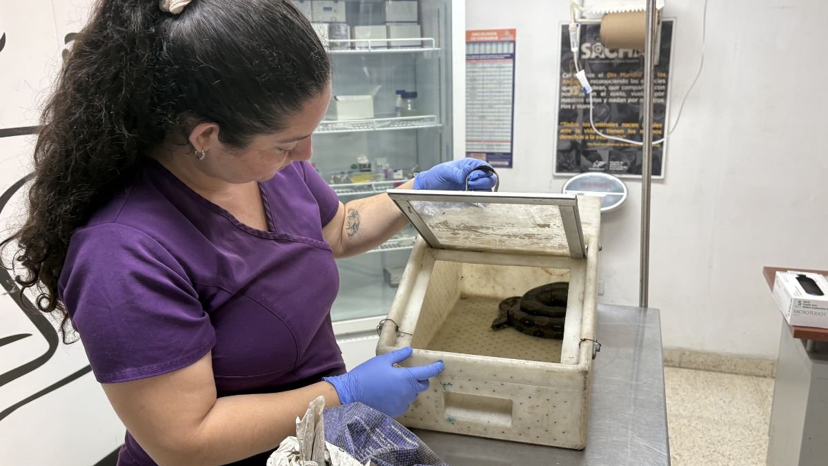 En los reptiles, el exceso de calor puede alterar el sexo de las crías o provocar la pérdida de huevos.