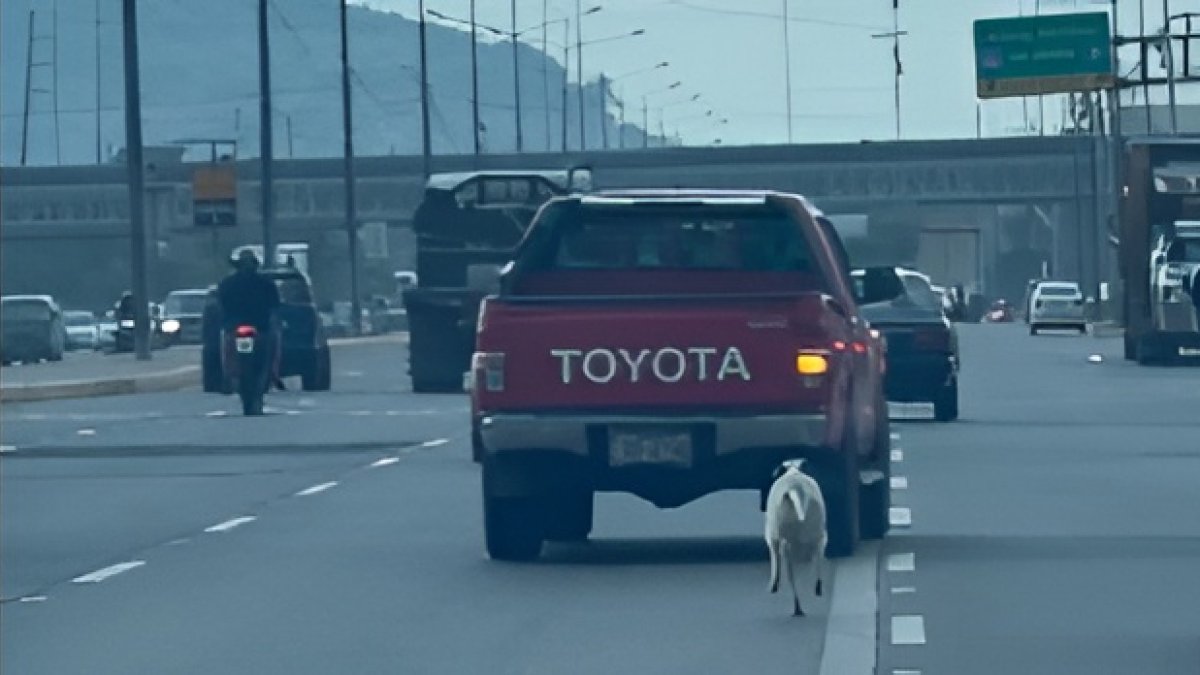 El perro corre en medio del tráfico en la vía a Daule mientras intenta alcanzar una camioneta.