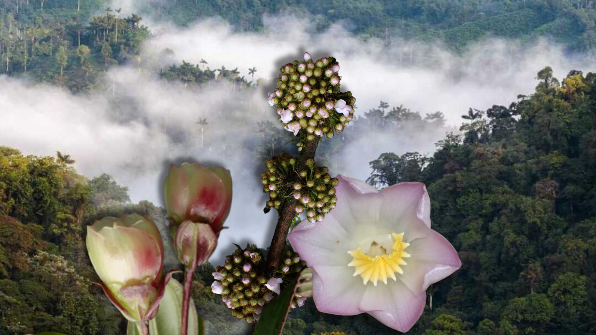 En los bosques nublados de los Andes ecuatorianos, tres especies del género Blakea salen a la luz, revelando la riqueza y fragilidad de la biodiversidad del país