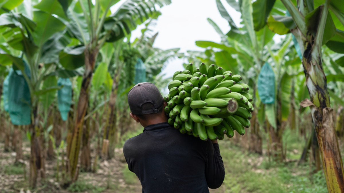 Toque de queda: trabajador del sector bananero en jornada agrícola, en recreación de IA.